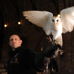 A Ringbearer that Gives a Hoot: Hire an Owl for your Wedding