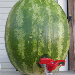 DIY Wedding Drinks: Make Your Own Watermelon Keg and Spiked Watermelon