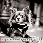 IW Hot Shot!: Gizmo the Ringbearer