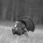Happy Thanksgiving