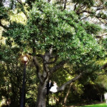 IW Hot Shot!: Up a Tree