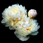 Peonies