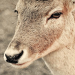 Merry Christmas, deer!