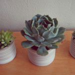 Botanical Favors and Decor
