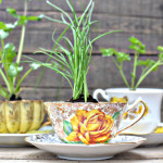 DIY Herbs in a Teacup: Eco-Friendly Favors