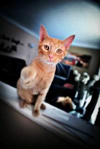 Cat. Photo by Ralph Heinze Photography