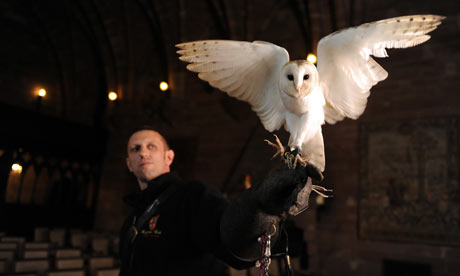 barn owl ringbearer