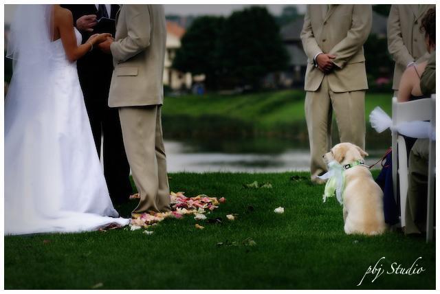 dog ring bearer