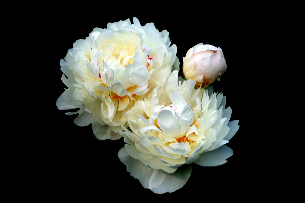 white peonies