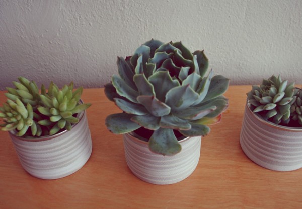 succulent diy wedding decor mod