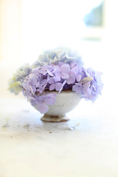 Hydrangea teacup