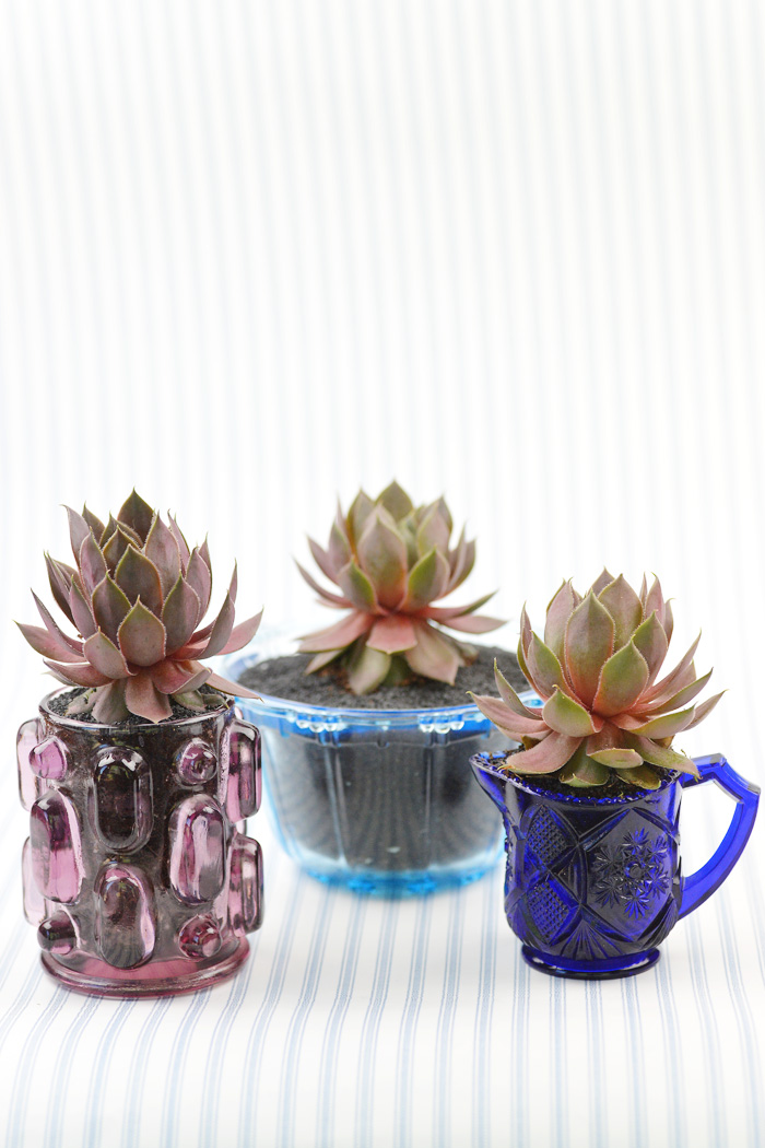 wedding-succulents-5