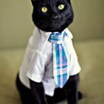 Wedding Fashions for Cats and Dogs