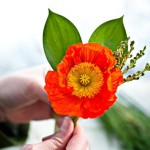 DIY Boutonnieres: Poppin’ Poppies!