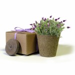 Eco-Friendly Herb Favors