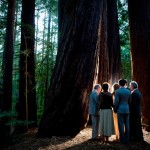 forest wedding in california