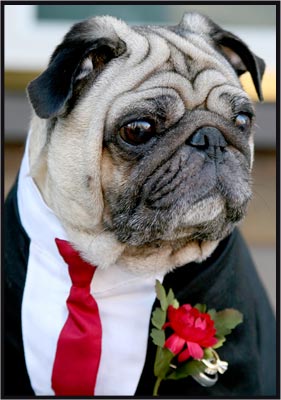 dog ringbearer pug