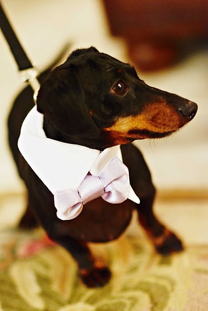 weiner dog ring bearer