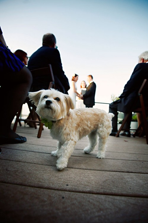 dog at wedding