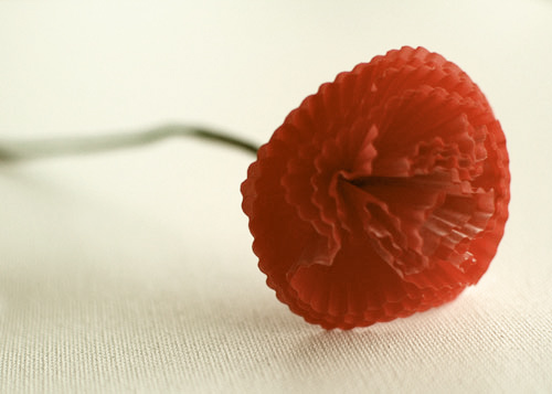 single red carnation