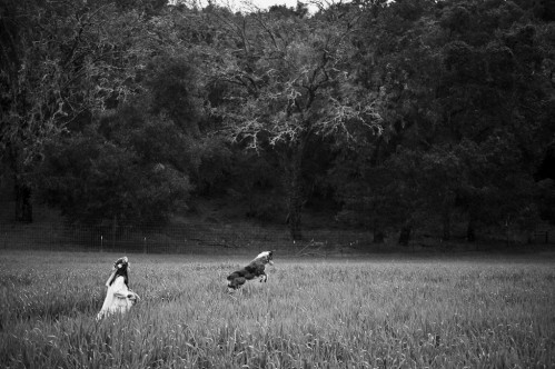 child and dog in field