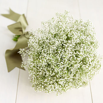 baby's breath bouquet