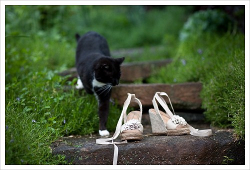 black wedding cat