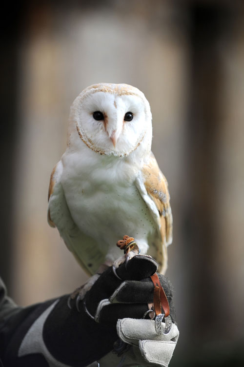 owl_ringbearer_web