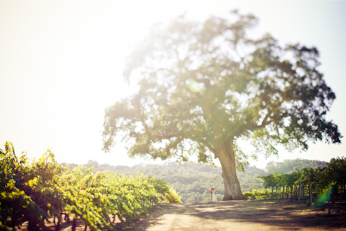 outdoor wedding in california vineyard