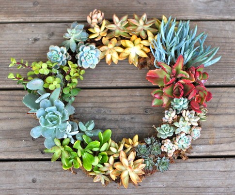 succulent wreath