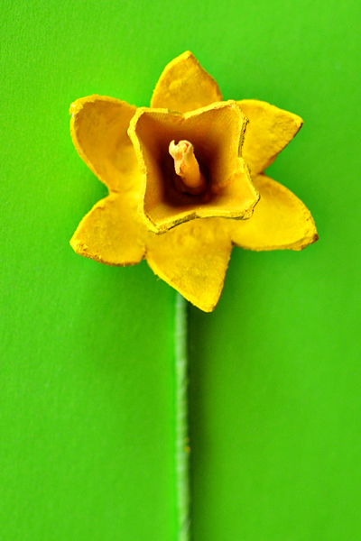 single daffodil