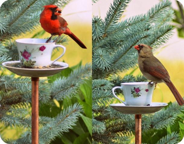 cardinals male and female