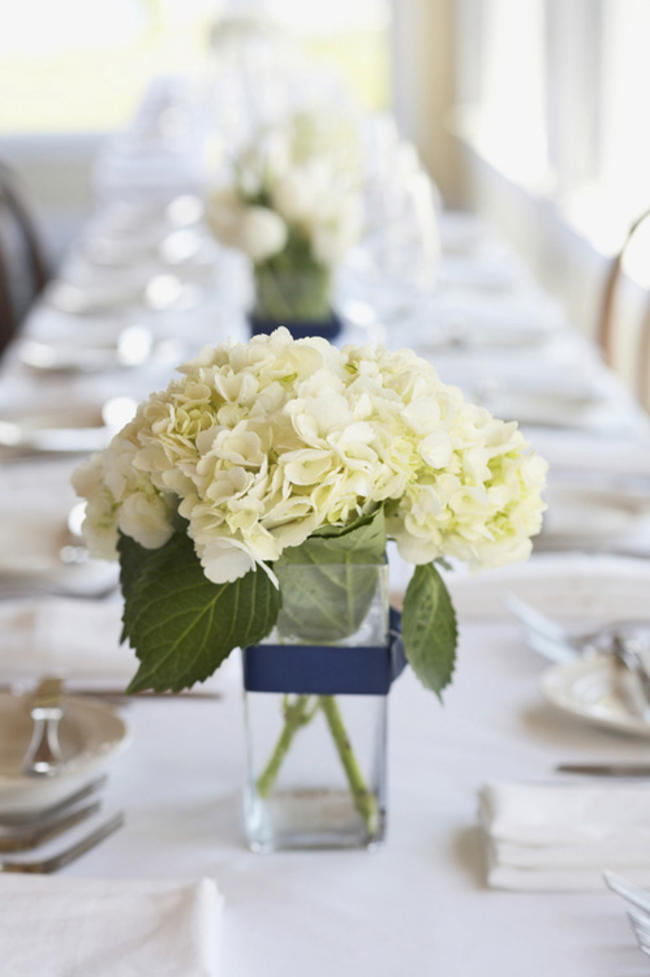 white hydrangea flowers