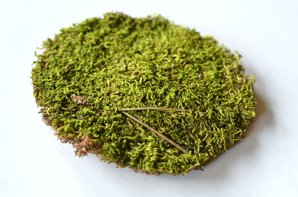 terrarium moss