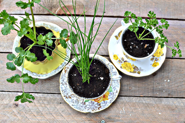 diy herbs