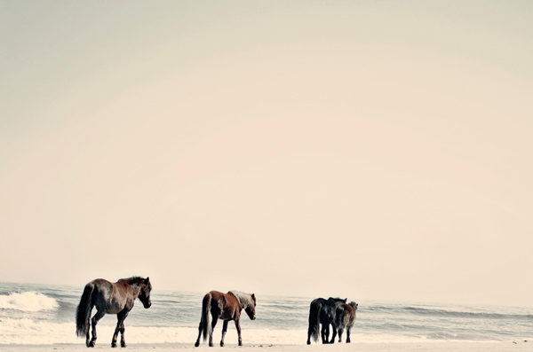 outer banks horses