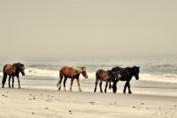 obx horse