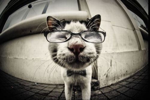 cat with glasses