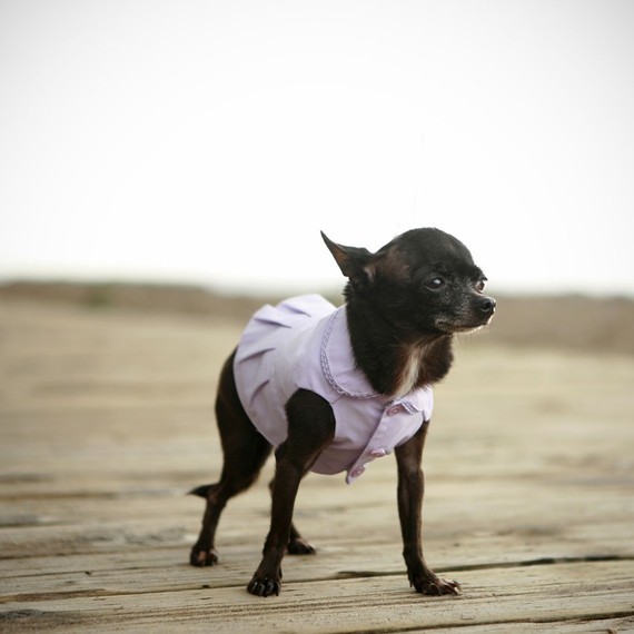 dog in dress