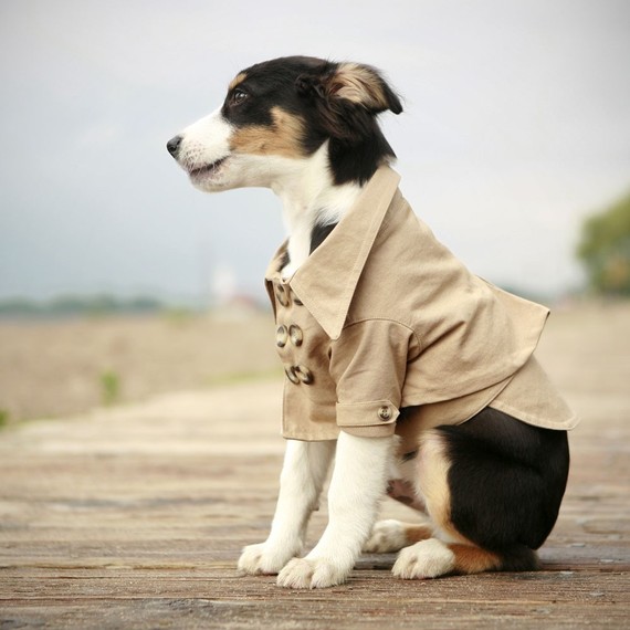 dog in trench coat