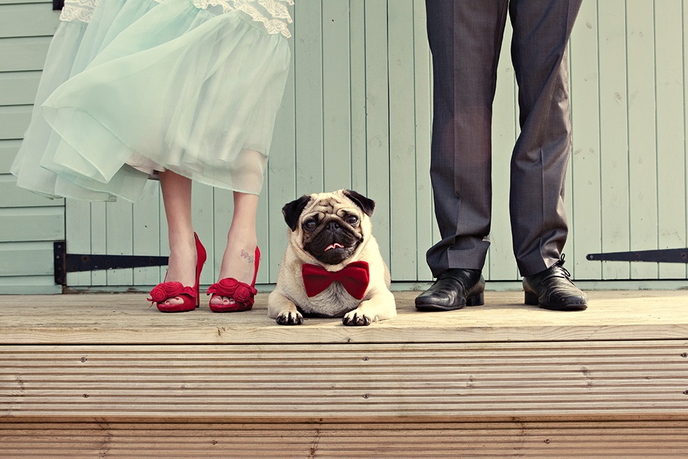 pug in bowtie