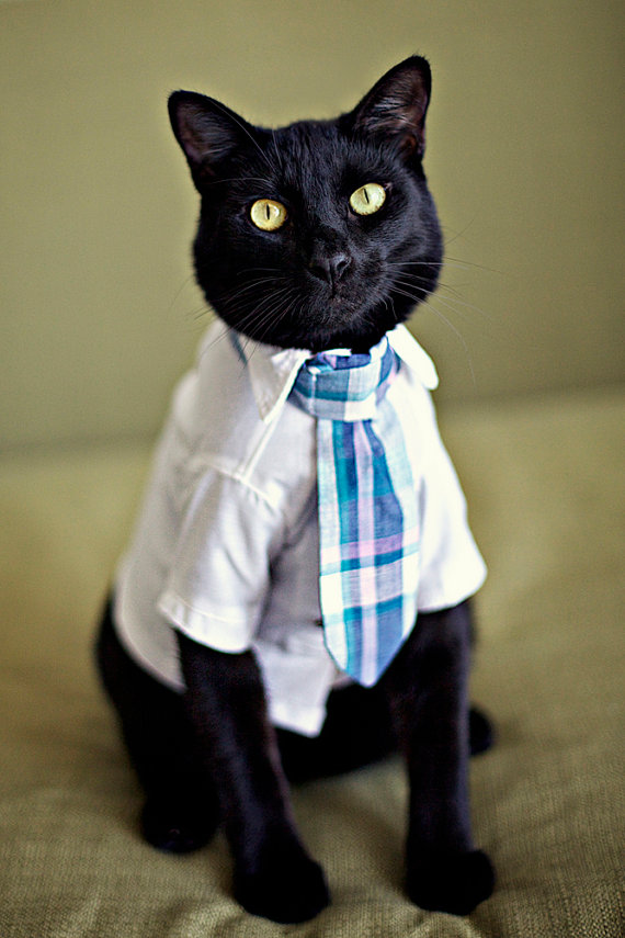 cat wearing tie