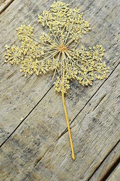 dried flower pendant