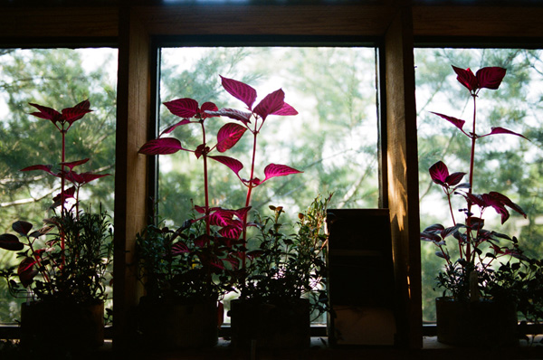 greenhouse wedding