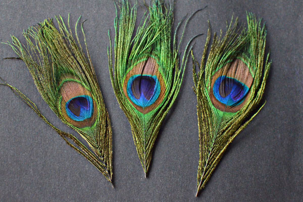 peacock feathers