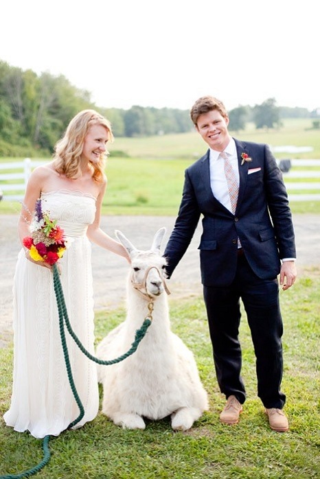 farm-wedding-animal-llama