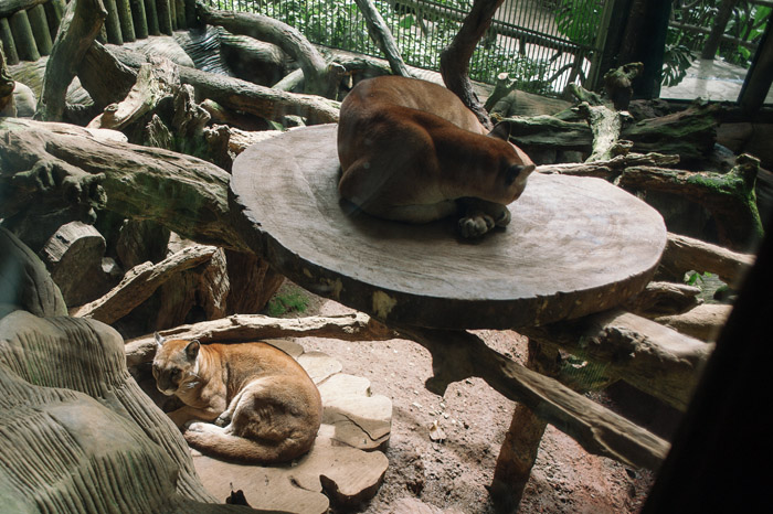 costa-rica-jungle-cats-wildlife-destination-wedding