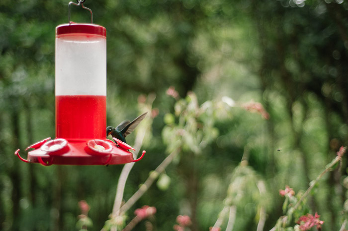 costa-rica-la-paz-waterfall-gardens-wedding-hummingbird