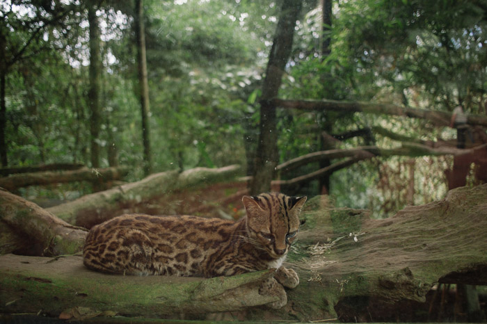 costa-rica-wildlife-destination-wedding