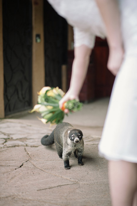 wedding-wilfdlife-animals-photography-bride